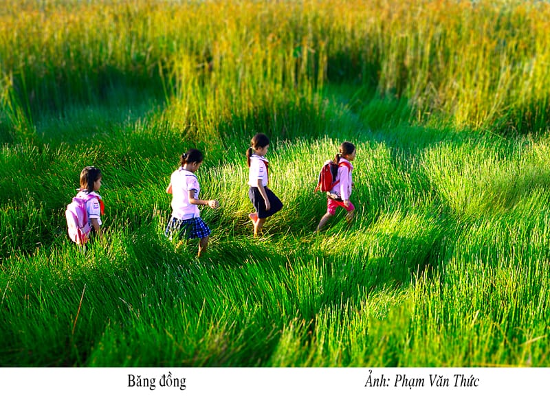 Băng đồng