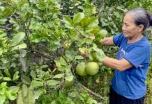 Kinh tế khó khăn là nguyên nhân khiến bà Đặng Thị Phân không đủ điều kiện tham gia BHXH tự nguyện.
